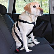 Фото Trixie Автомобильный ремень безопасности со шлейкой для собак